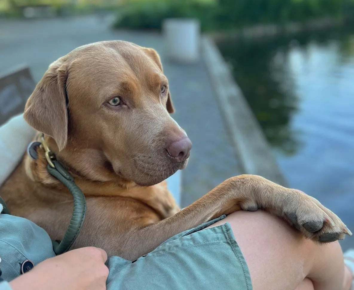 Laika, eine hellbraune Labradorhündin, liegt angelehnt an eine Person auf einer Bank am Wasser und schaut zur Seite.